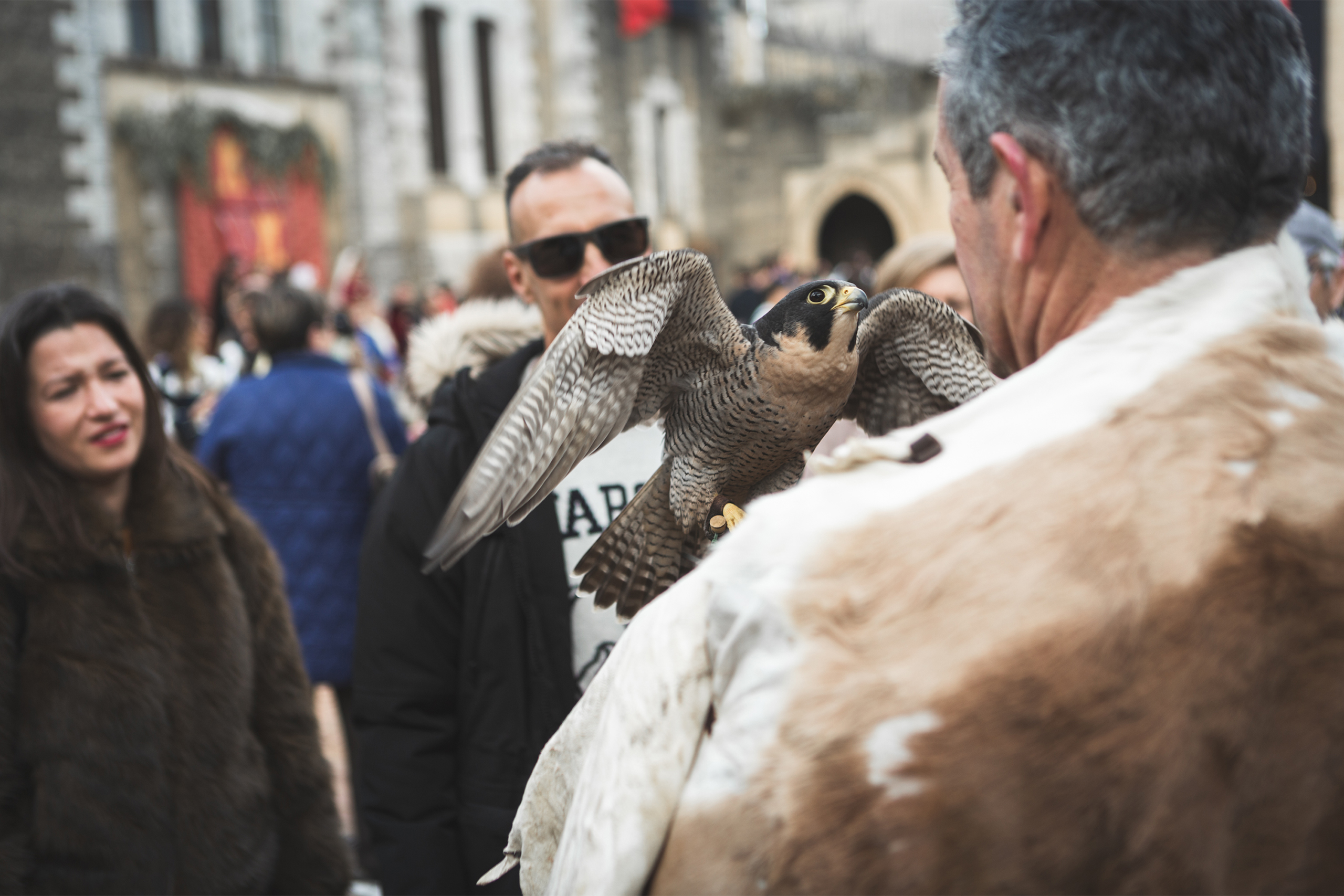 Exhibición de cetrería con halcón peregrino en las Jornadas Medievales del Castillo de Almodóvar