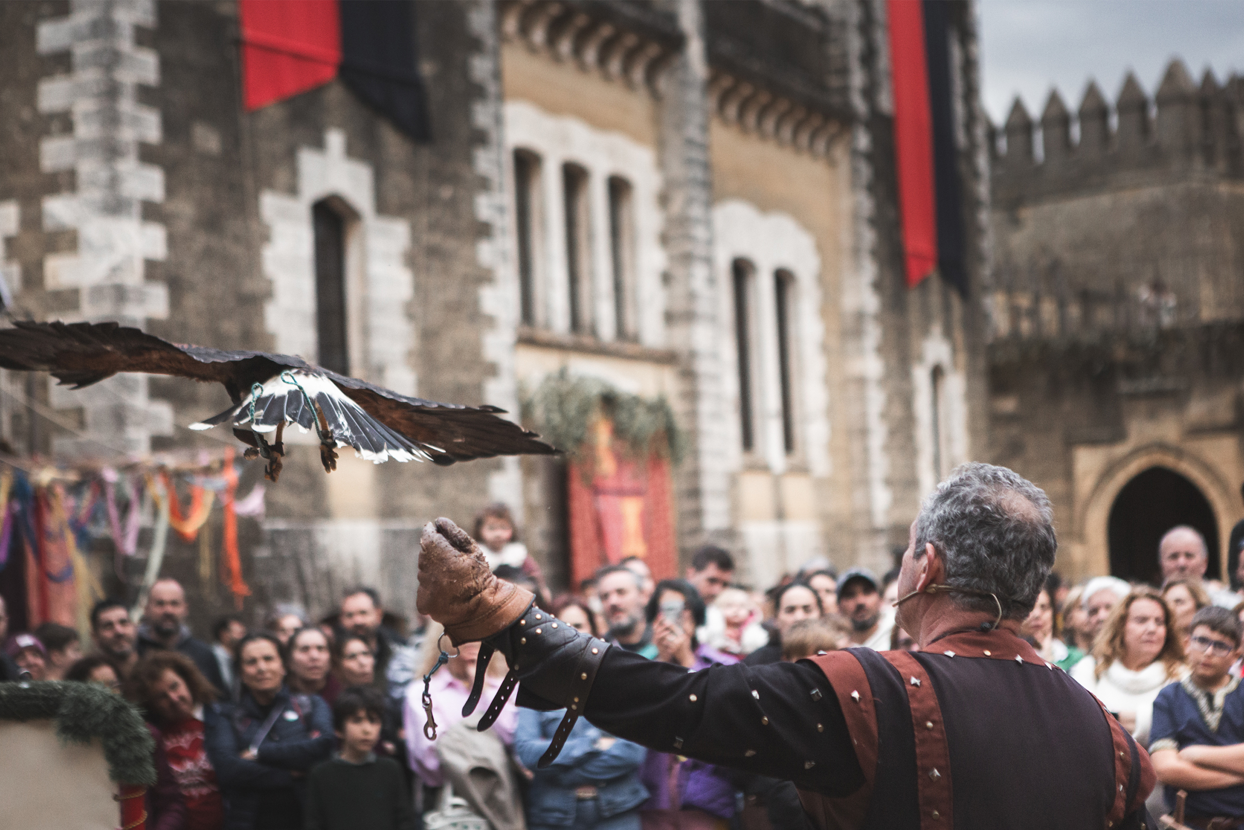 Exhibición de cetrería con un águila de Harris ante el público en el Castillo de Almodóvar, Córdoba